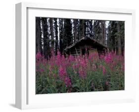 Abandoned Trappers Cabin Amid Fireweed, Yukon, Canada-Paul Souders-Framed Premium Photographic Print