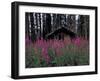 Abandoned Trappers Cabin Amid Fireweed, Yukon, Canada-Paul Souders-Framed Photographic Print