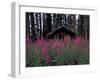 Abandoned Trappers Cabin Amid Fireweed, Yukon, Canada-Paul Souders-Framed Photographic Print