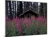 Abandoned Trappers Cabin Amid Fireweed, Yukon, Canada-Paul Souders-Mounted Photographic Print