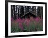 Abandoned Trappers Cabin Amid Fireweed, Yukon, Canada-Paul Souders-Framed Photographic Print