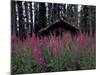 Abandoned Trappers Cabin Amid Fireweed, Yukon, Canada-Paul Souders-Mounted Photographic Print