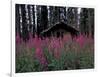 Abandoned Trappers Cabin Amid Fireweed, Yukon, Canada-Paul Souders-Framed Photographic Print