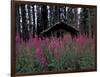 Abandoned Trappers Cabin Amid Fireweed, Yukon, Canada-Paul Souders-Framed Photographic Print