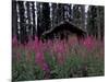 Abandoned Trappers Cabin Amid Fireweed, Yukon, Canada-Paul Souders-Mounted Photographic Print