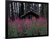 Abandoned Trappers Cabin Amid Fireweed, Yukon, Canada-Paul Souders-Framed Photographic Print