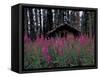 Abandoned Trappers Cabin Amid Fireweed, Yukon, Canada-Paul Souders-Framed Stretched Canvas