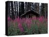 Abandoned Trappers Cabin Amid Fireweed, Yukon, Canada-Paul Souders-Stretched Canvas