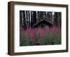 Abandoned Trappers Cabin Amid Fireweed, Yukon, Canada-Paul Souders-Framed Photographic Print