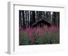 Abandoned Trappers Cabin Amid Fireweed, Yukon, Canada-Paul Souders-Framed Photographic Print
