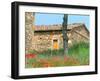 Abandoned Villa with Red Poppies, Tuscany, Italy-Julie Eggers-Framed Premium Photographic Print