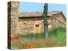 Abandoned Villa with Red Poppies, Tuscany, Italy-Julie Eggers-Stretched Canvas