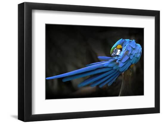 Premium Photographic Print, , large