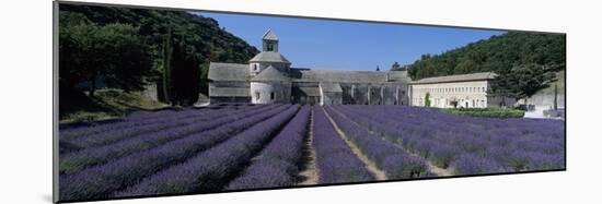 Abbaye de Senanque with purple lavender in foreground, Gordes-Stuart Black-Mounted Photographic Print