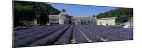 Abbaye de Senanque with purple lavender in foreground, Gordes-Stuart Black-Mounted Photographic Print