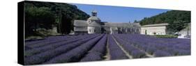 Abbaye de Senanque with purple lavender in foreground, Gordes-Stuart Black-Stretched Canvas