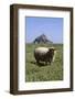 Abbaye du Mont-Saint-Michel et moutons sur les prés salés-Philippe Berthé-Framed Photographic Print