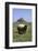 Abbaye du Mont-Saint-Michel et moutons sur les prés salés-Philippe Berthé-Framed Photographic Print