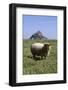 Abbaye du Mont-Saint-Michel et moutons sur les prés salés-Philippe Berthé-Framed Photographic Print