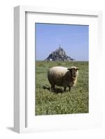 Abbaye du Mont-Saint-Michel et moutons sur les prés salés-Philippe Berthé-Framed Photographic Print