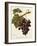 Abbes Grape-A. Kreyder-Framed Giclee Print