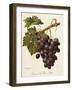 Abbes Grape-A. Kreyder-Framed Giclee Print