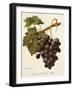 Abbes Grape-A. Kreyder-Framed Giclee Print