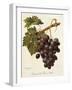 Abbes Grape-A. Kreyder-Framed Giclee Print