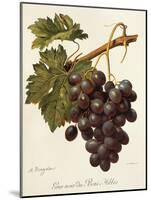 Abbes Grape-A. Kreyder-Mounted Giclee Print