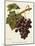 Abbes Grape-A. Kreyder-Mounted Giclee Print