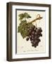 Abbes Grape-A. Kreyder-Framed Giclee Print