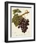 Abbes Grape-A. Kreyder-Framed Giclee Print