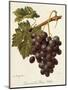 Abbes Grape-A. Kreyder-Mounted Giclee Print