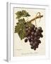 Abbes Grape-A. Kreyder-Framed Giclee Print