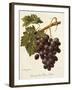 Abbes Grape-A. Kreyder-Framed Giclee Print