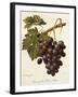 Abbes Grape-A. Kreyder-Framed Giclee Print