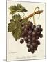 Abbes Grape-A. Kreyder-Mounted Giclee Print