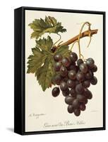 Abbes Grape-A. Kreyder-Framed Stretched Canvas