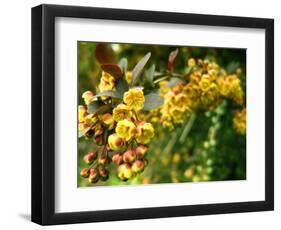 Abbott-Cristina Carra Caso-Framed Photographic Print