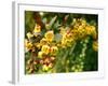 Abbott-Cristina Carra Caso-Framed Photographic Print