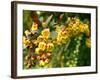 Abbott-Cristina Carra Caso-Framed Photographic Print