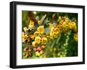 Abbott-Cristina Carra Caso-Framed Photographic Print