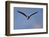 Abdim's stork (Ciconia abdimii) in flight, Kgalagadi Transfrontier Park, South Africa, Africa-James Hager-Framed Photographic Print