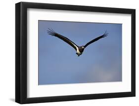 Abdim's stork (Ciconia abdimii) in flight, Kgalagadi Transfrontier Park, South Africa, Africa-James Hager-Framed Photographic Print