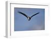Abdim's stork (Ciconia abdimii) in flight, Kgalagadi Transfrontier Park, South Africa, Africa-James Hager-Framed Photographic Print