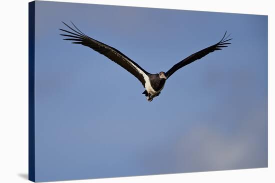 Abdim's stork (Ciconia abdimii) in flight, Kgalagadi Transfrontier Park, South Africa, Africa-James Hager-Stretched Canvas