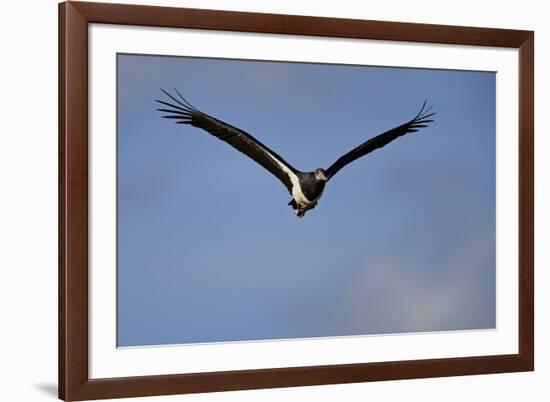 Abdim's stork (Ciconia abdimii) in flight, Kgalagadi Transfrontier Park, South Africa, Africa-James Hager-Framed Photographic Print