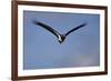 Abdim's stork (Ciconia abdimii) in flight, Kgalagadi Transfrontier Park, South Africa, Africa-James Hager-Framed Photographic Print