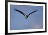 Abdim's stork (Ciconia abdimii) in flight, Kgalagadi Transfrontier Park, South Africa, Africa-James Hager-Framed Photographic Print