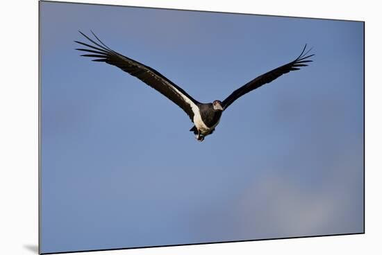 Abdim's stork (Ciconia abdimii) in flight, Kgalagadi Transfrontier Park, South Africa, Africa-James Hager-Mounted Photographic Print